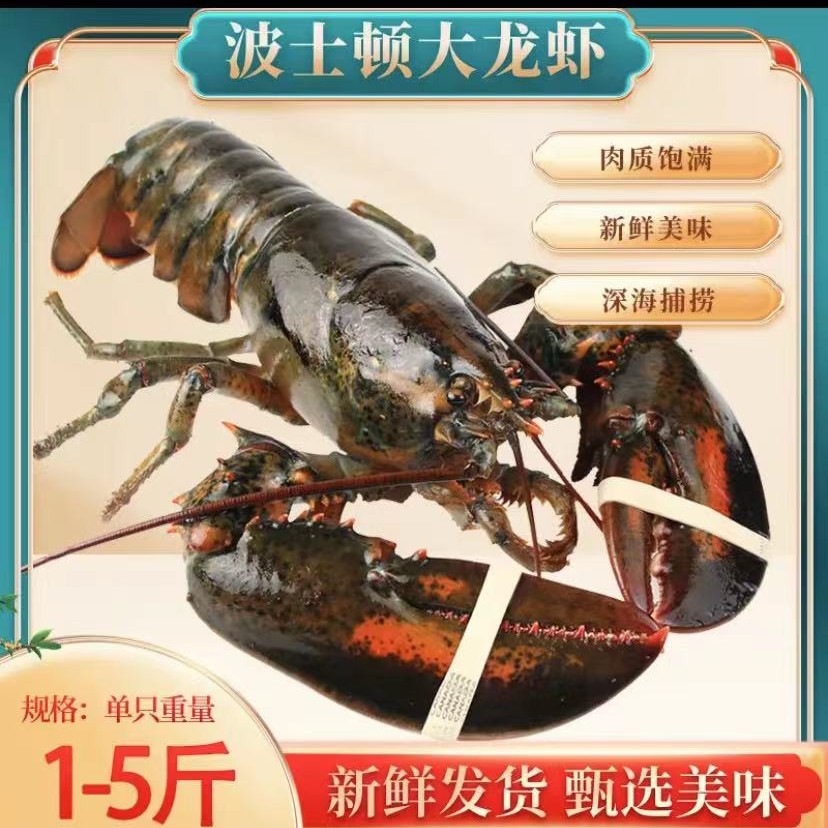 【京东冷链老板娘专属】波士顿龙虾大波龙新疆包邮现称保鲜不包活