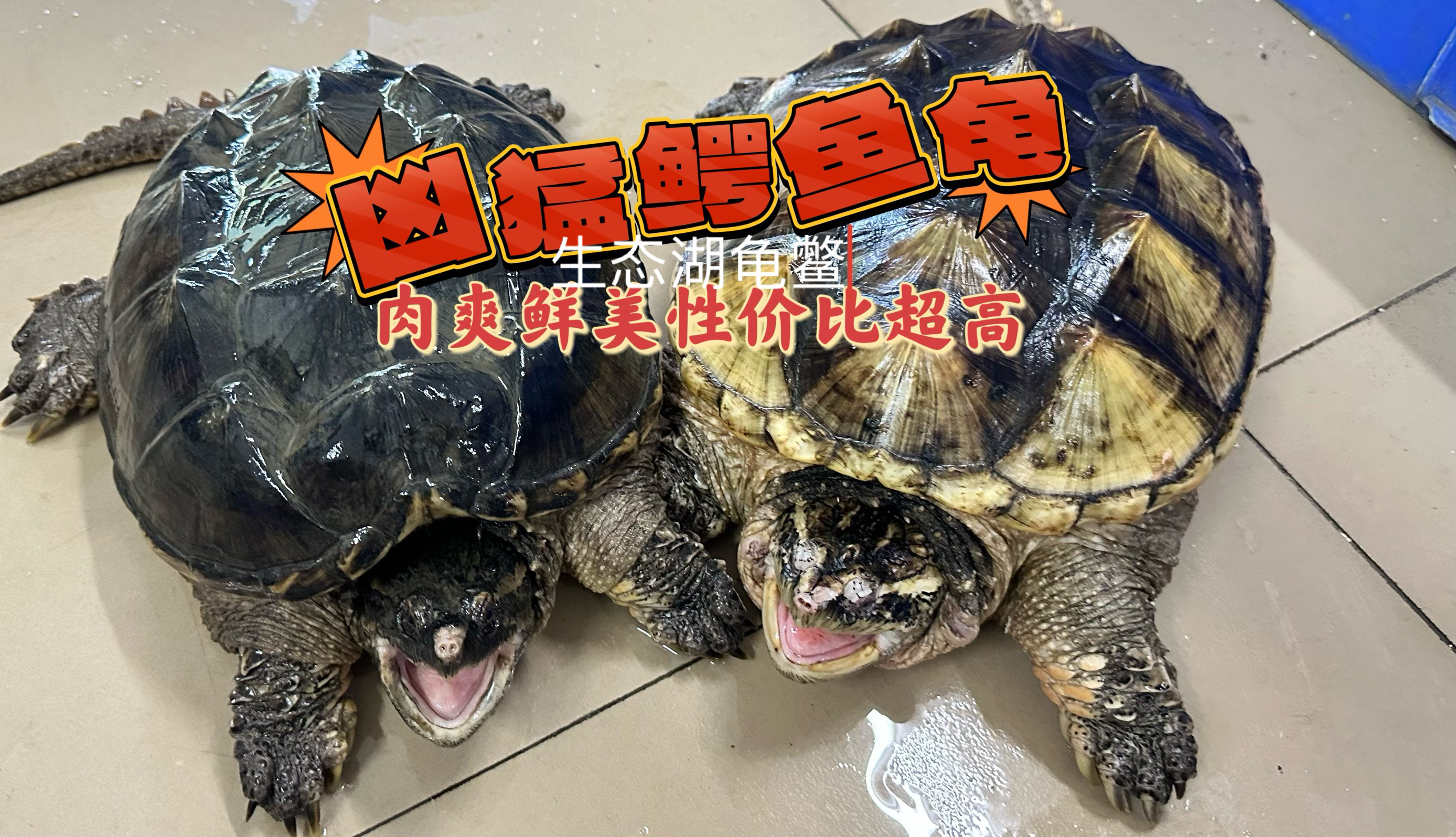 4/25斤活体食用养殖鳄龟北美小鳄活体北美杂佛宠物龟大龟观赏龟