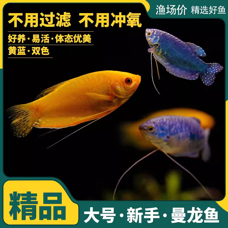 4号  蓝曼龙4-6cm 【2条】曼龙鱼热带观赏鱼   活体小型淡水鱼