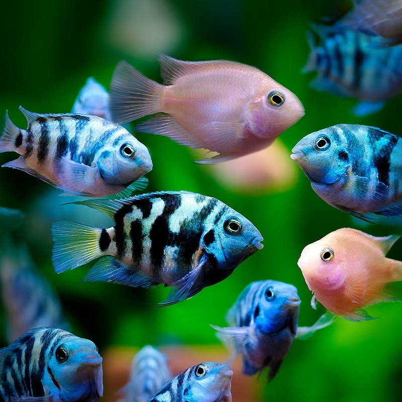 13号 2.5-3.5cm   双色6条迷你鹦鹉鱼小型热带淡水观赏鱼