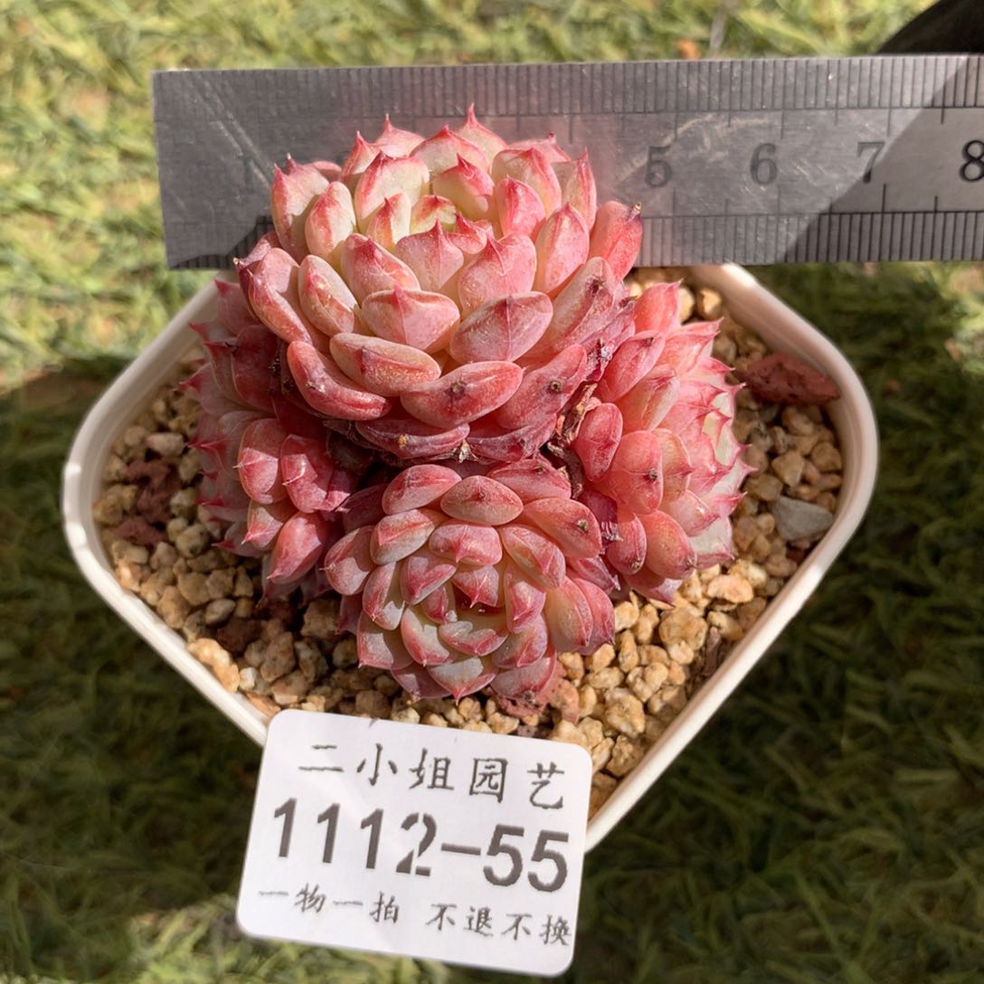 55 哈尼老桩四头。