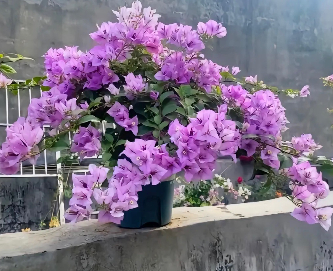 【雪紫】一物一拍伊娃系列四季开花不易掉花可爬藤可爬墙