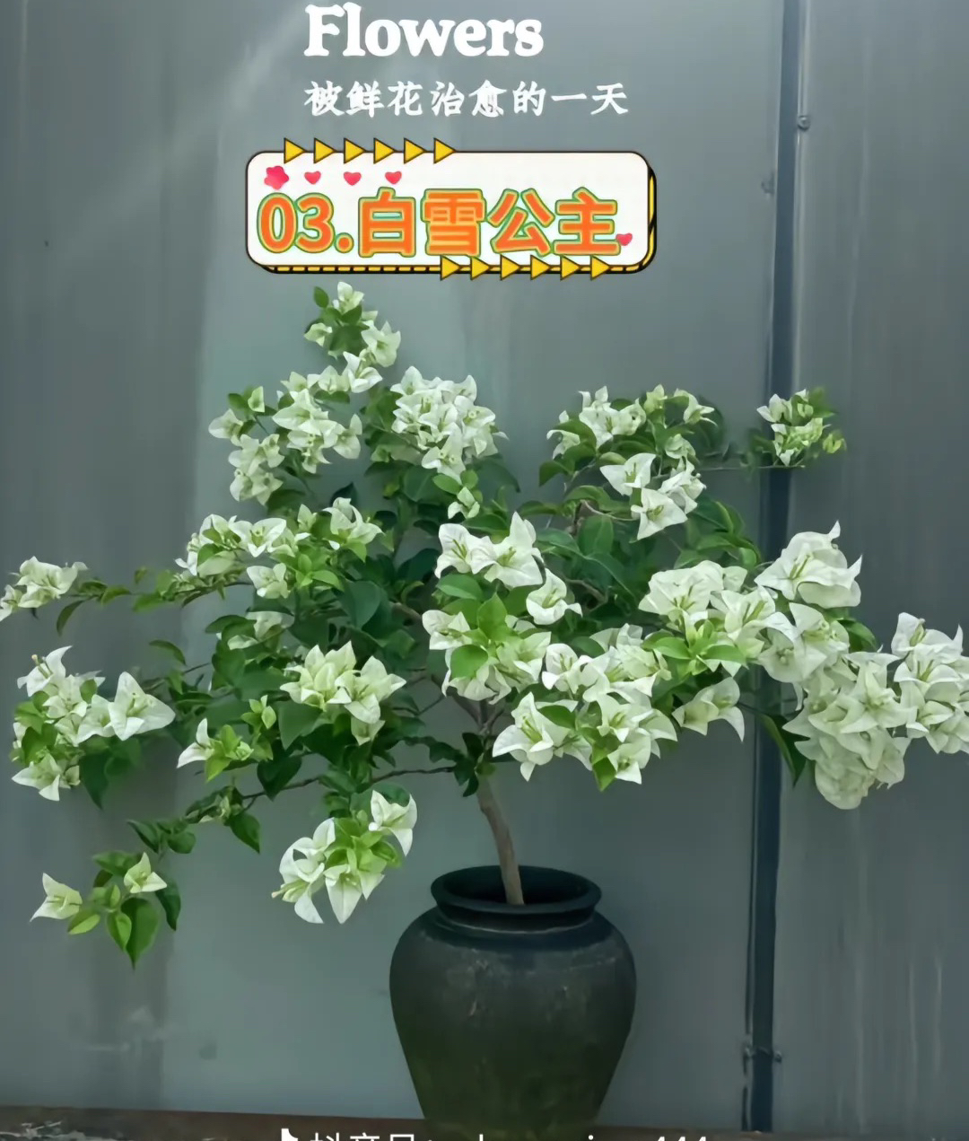 【白雪公主】一物一拍伊娃系列四季开花不易掉花爬墙爬藤