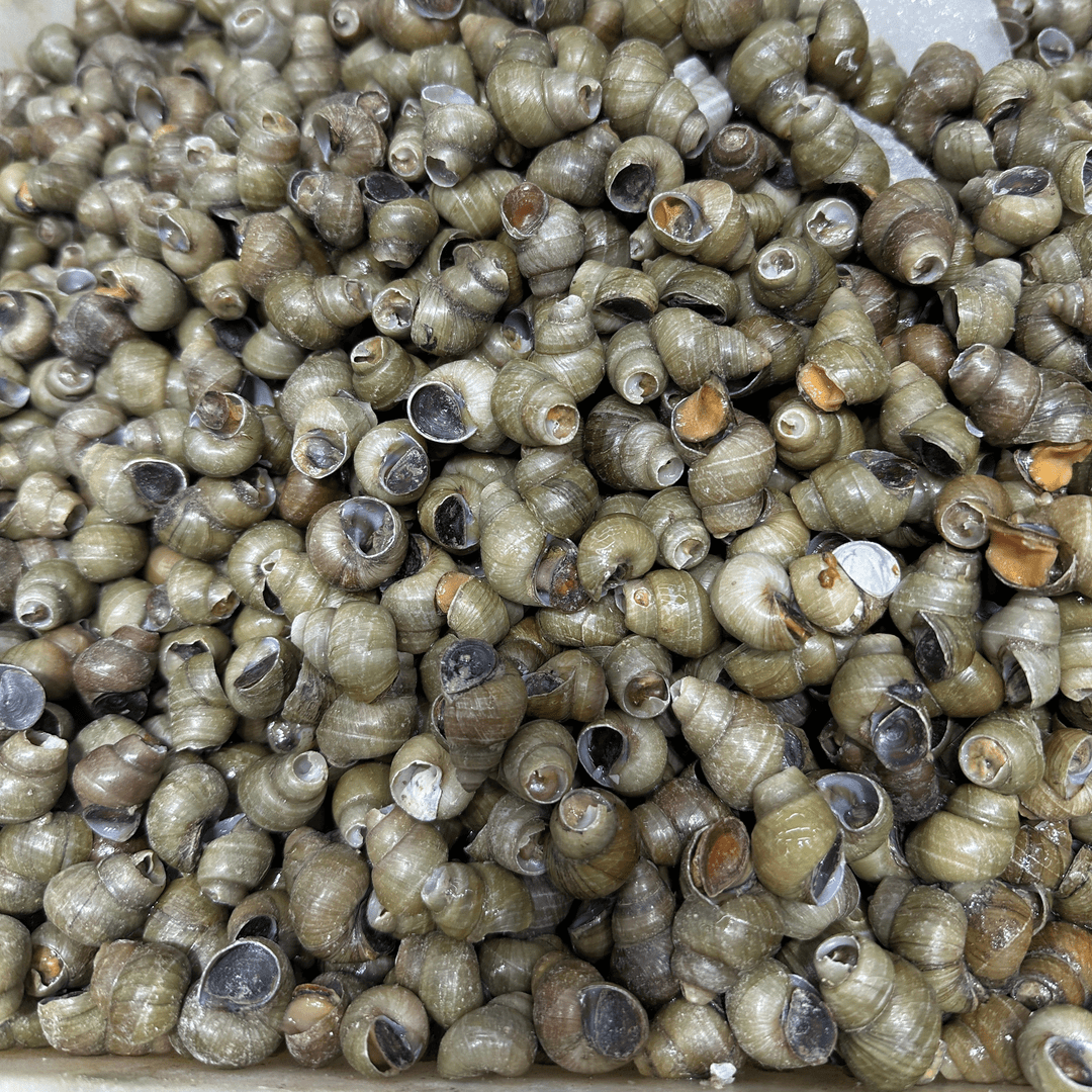 【鲜活田螺～方欣大美海鲜】鲜活田螺螺丝3斤，香辣，爆炒，白灼