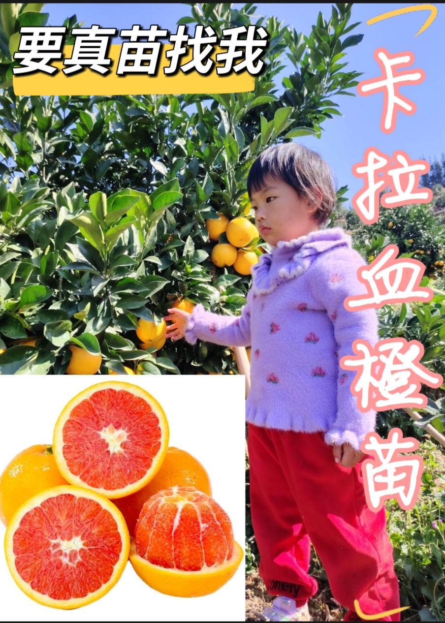卡拉血橙苗正宗江西赣州产地发货对版拌泥浆
