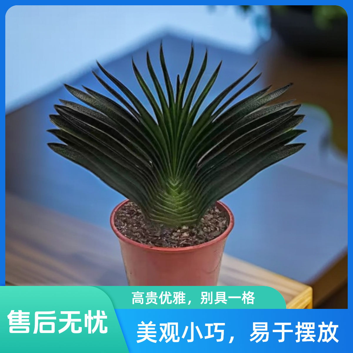圆梦君子兰链接66元