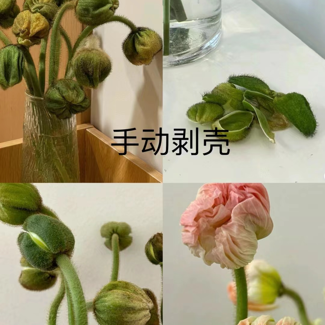 虞美人一把 花店摆地摊基地直发一手货源