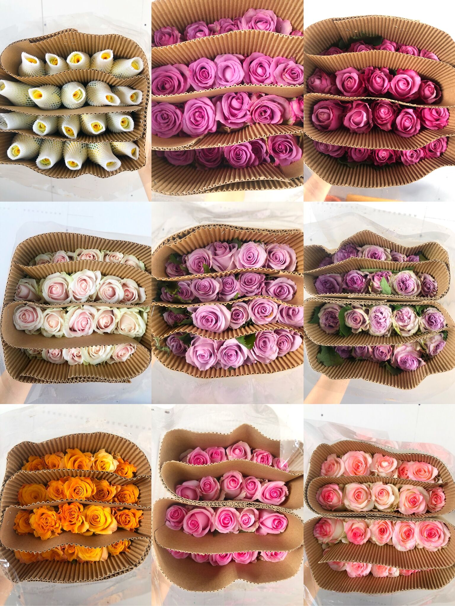 单头玫瑰  3件10元运费  鲜花批发花店摆地摊鲜花基地直发