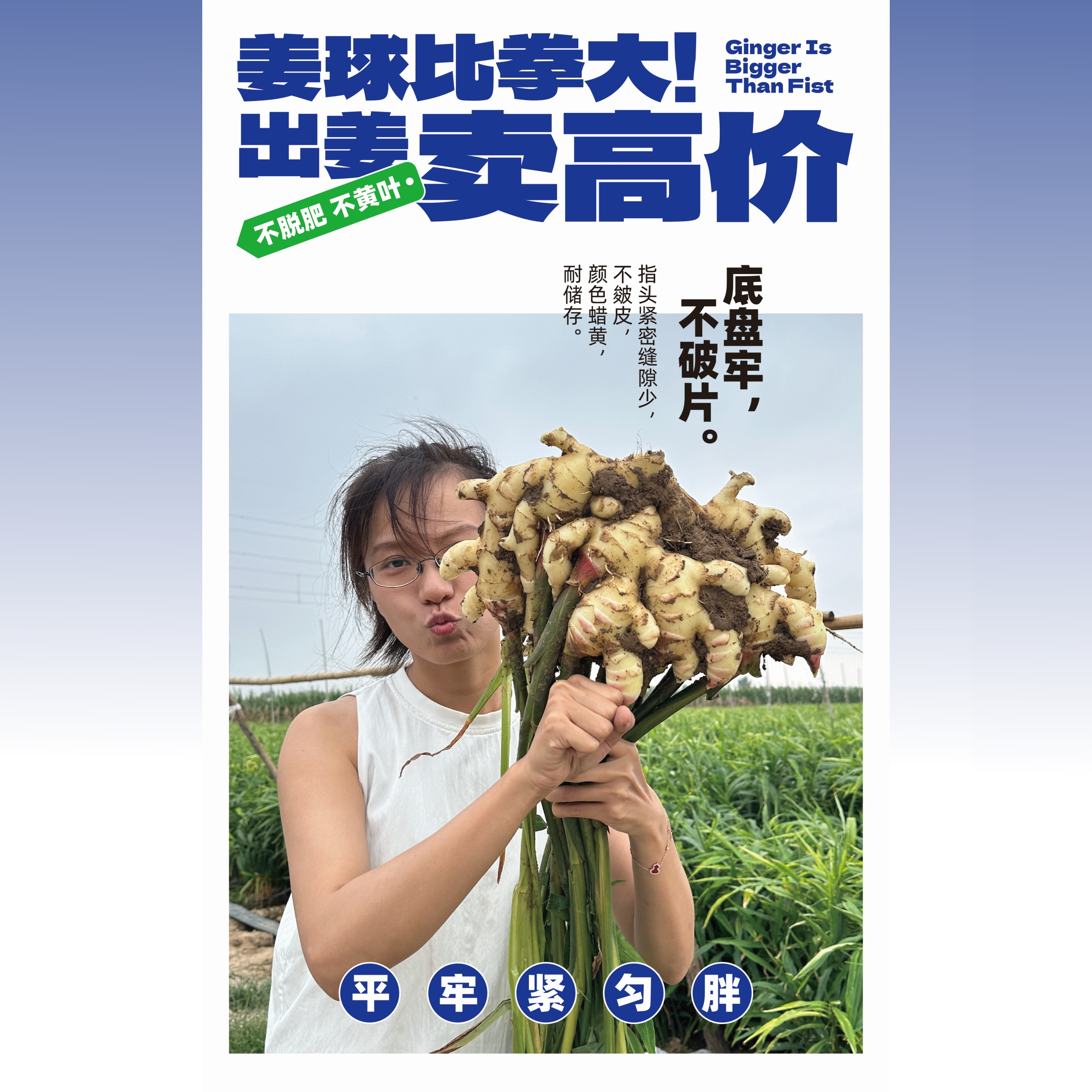生姜高产拳头姜套餐定金：预定就送好植力水溶肥