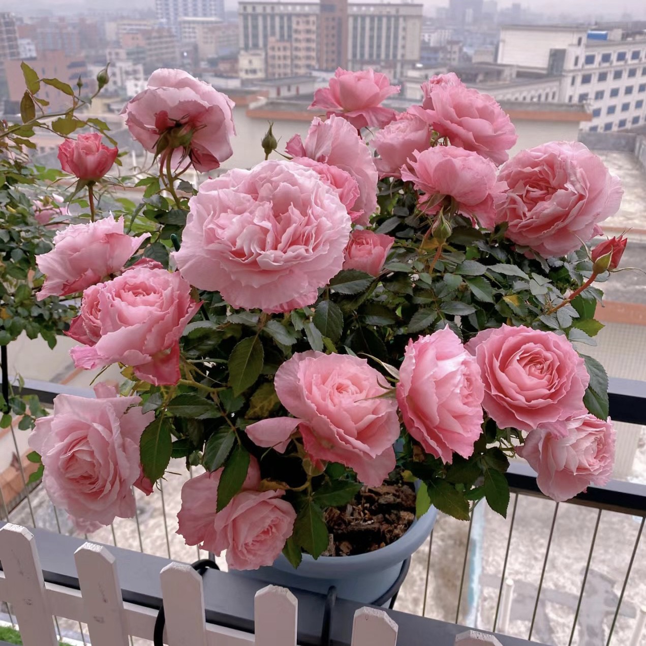 海神王 一盆多颗 四季开花 盆栽月季花卉阳台