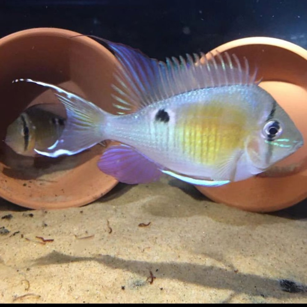 圣塔伦月亮宝石F1精品黄腹月亮食土鲷包邮