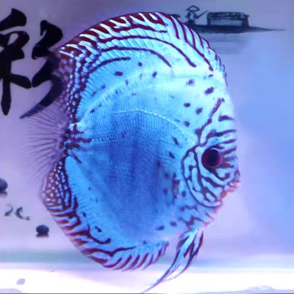 老虎狗七彩神仙鱼包邮