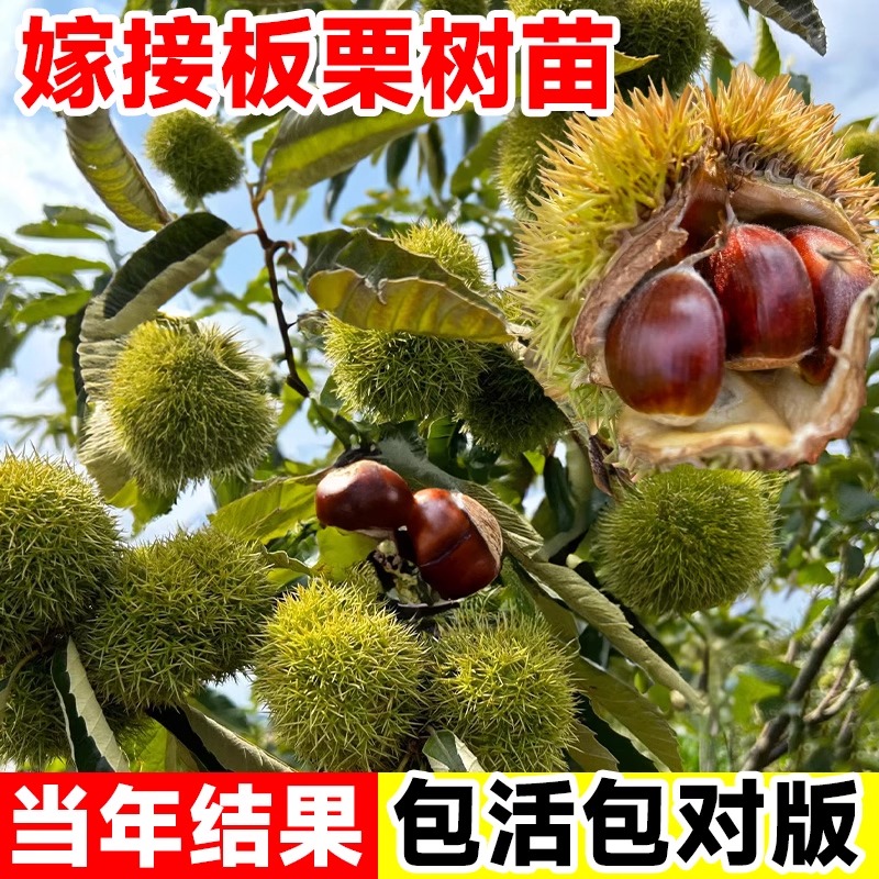 板栗苗树嫁接地栽南方北方种植大红袍当年结果特大板栗树果树果苗