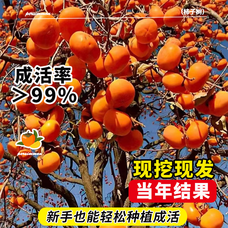 柿子树庭院果树甜脆柿子苗南方北方种植当年结果特大老桩盆景果苗