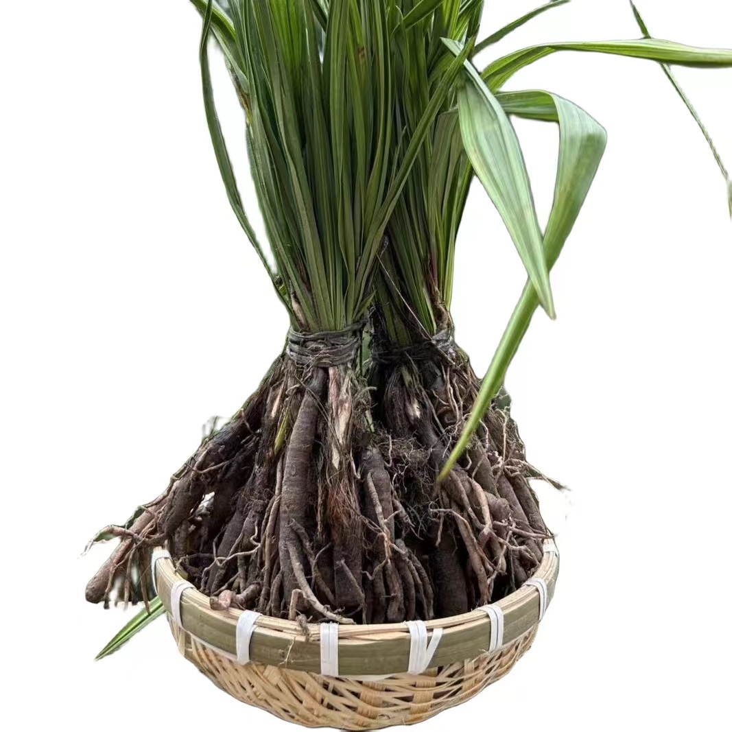 野生仙茅 仙茅 独角仙茅 小地粽 仙毛 贵州深山植物  500g 包邮 