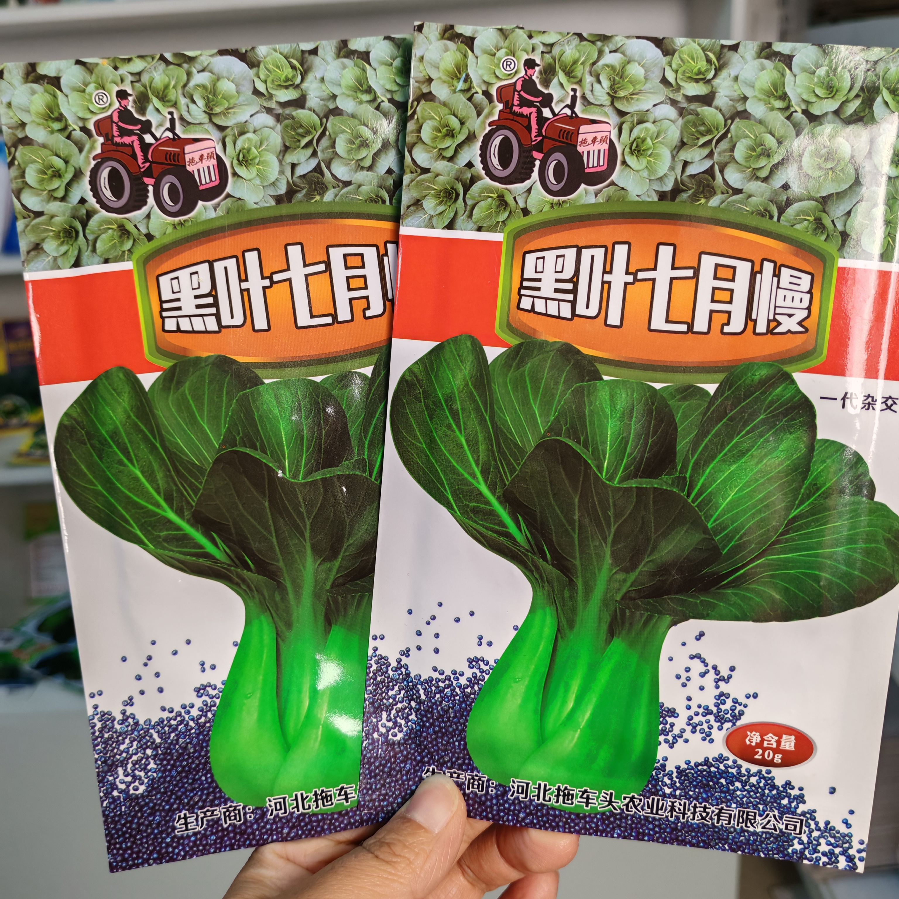 好吃黑叶七月慢青菜种子高产抗病不易抽苔青梗菜种籽耐寒秋冬播撒