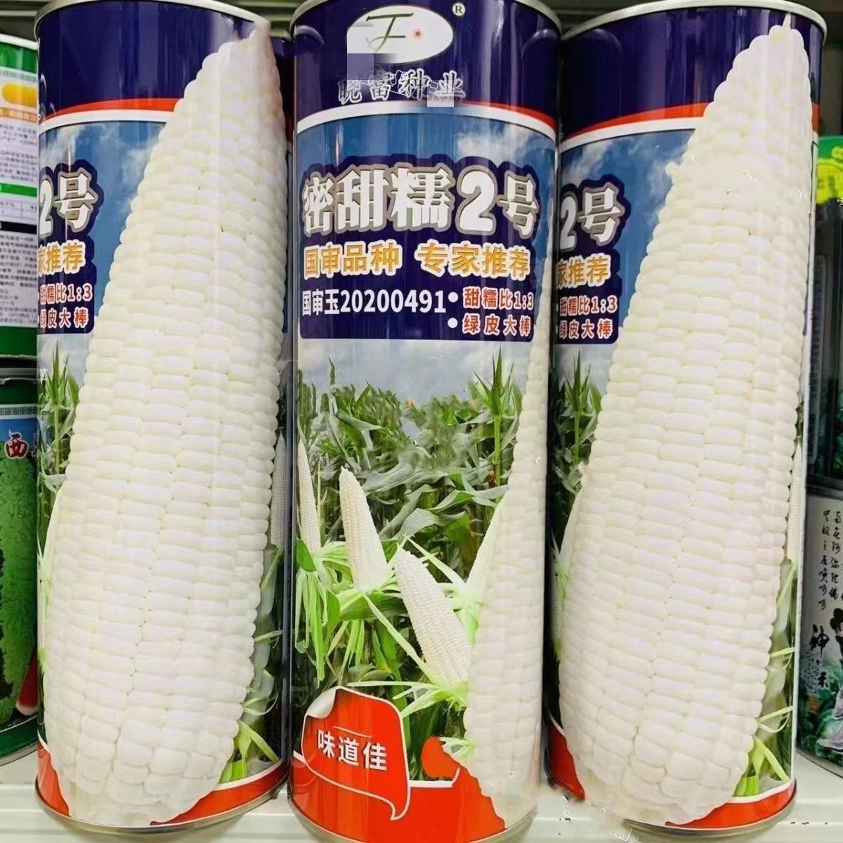 密甜糯2号甜糯玉米种子 晓富早熟甜加糯大棒香粘软糯玉米种子籽孑