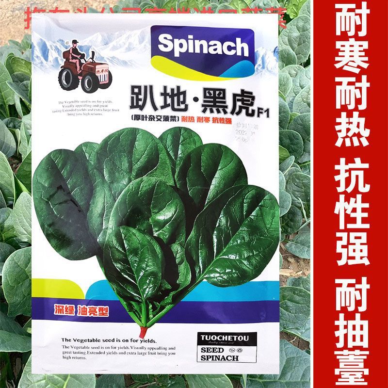 趴地黑虎菠菜种子耐寒越冬老品种大叶波菜种子秋季籽种四季蔬菜孑