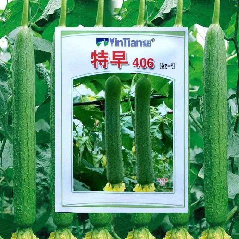 特早丝瓜种子特早406肉厚瓜条顺直均匀南北方四季蔬菜种子孑