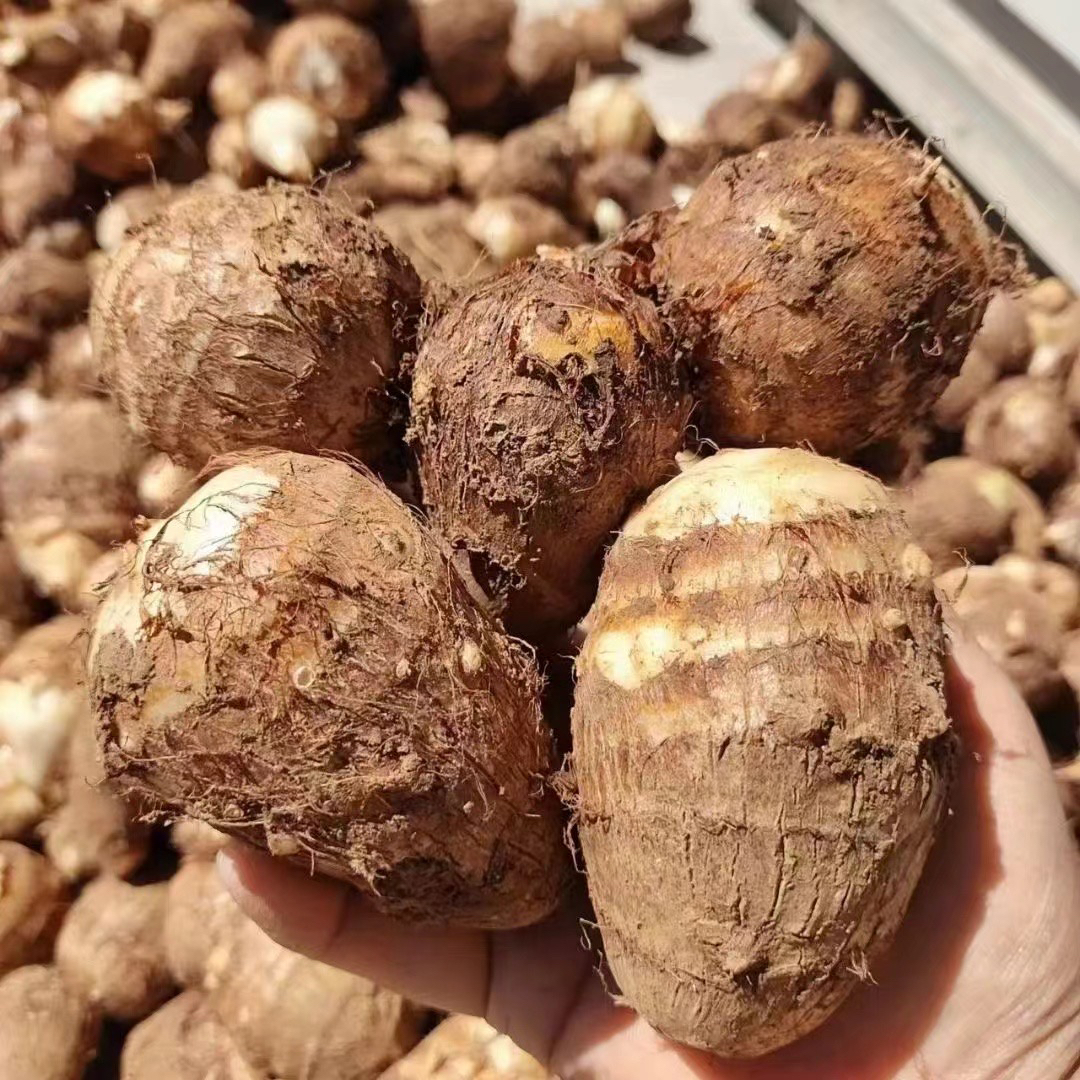 沂蒙山农家自种牛奶小芋头软糯香滑现挖现发