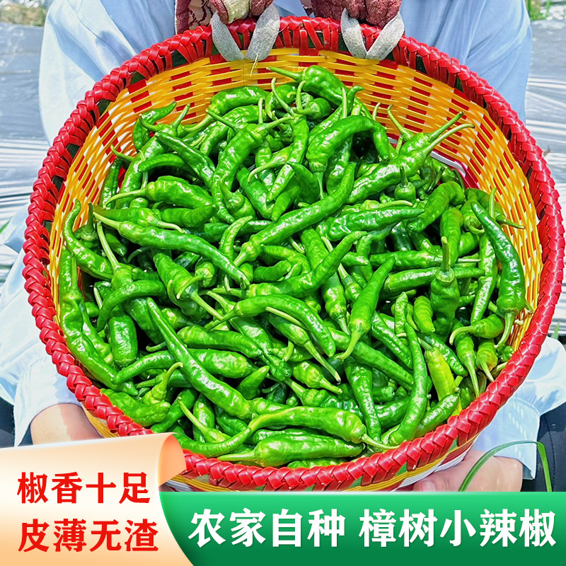 【中辣】正宗樟树原种翠绿小青椒辣椒新鲜产地清香翠绿农家椒香