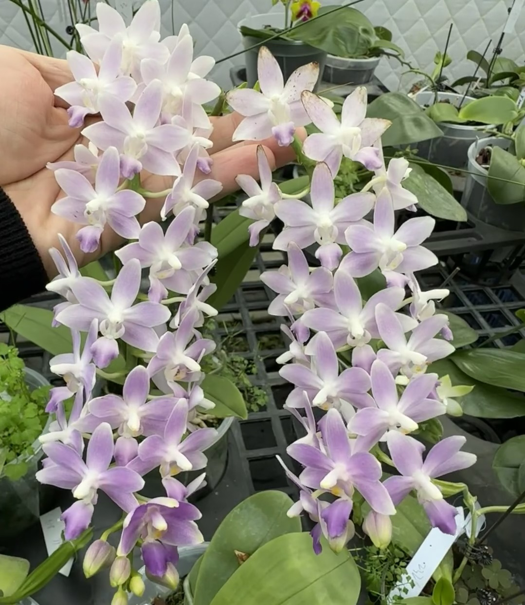 蓝星蝴蝶兰 2,8寸杯带花带花苞