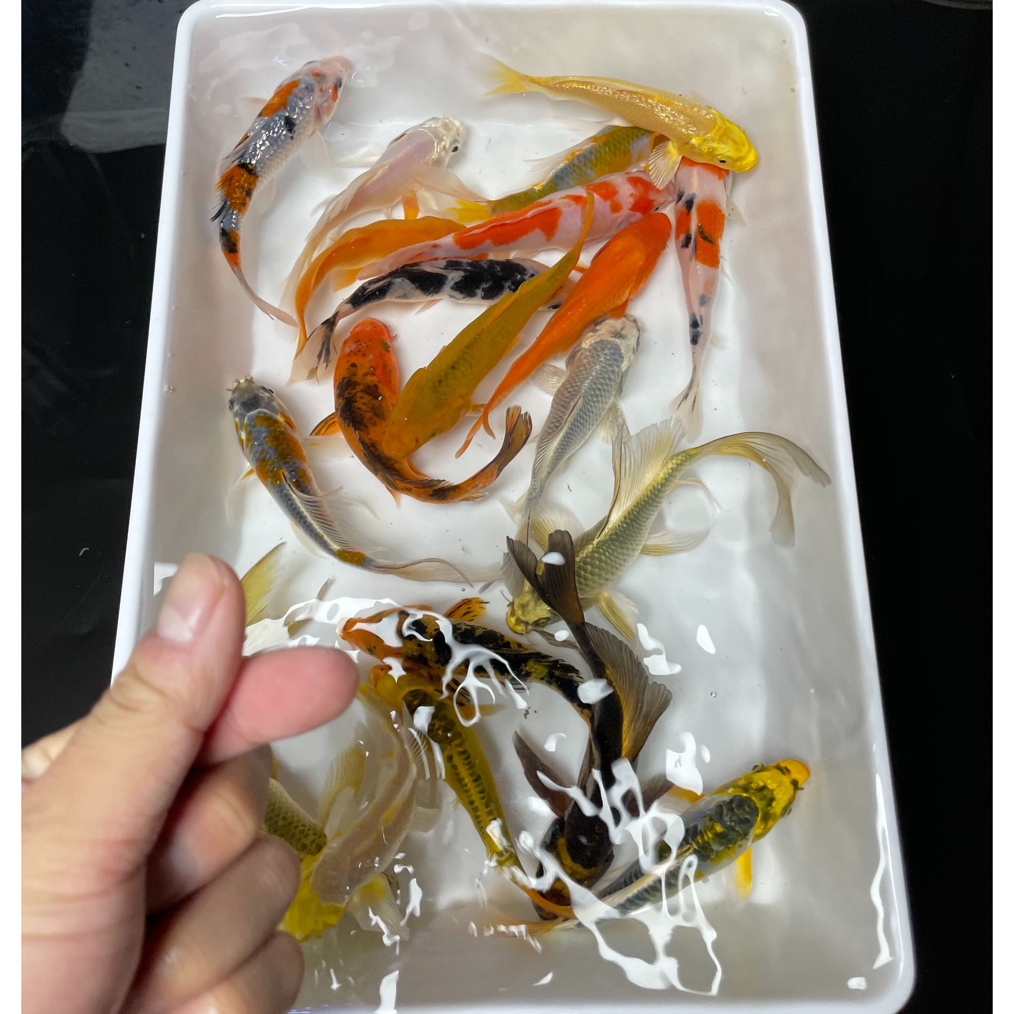 【6-8cm】【7条】锦鲤 彩色 金色 银色 混搭 冷水 观赏鱼  易活