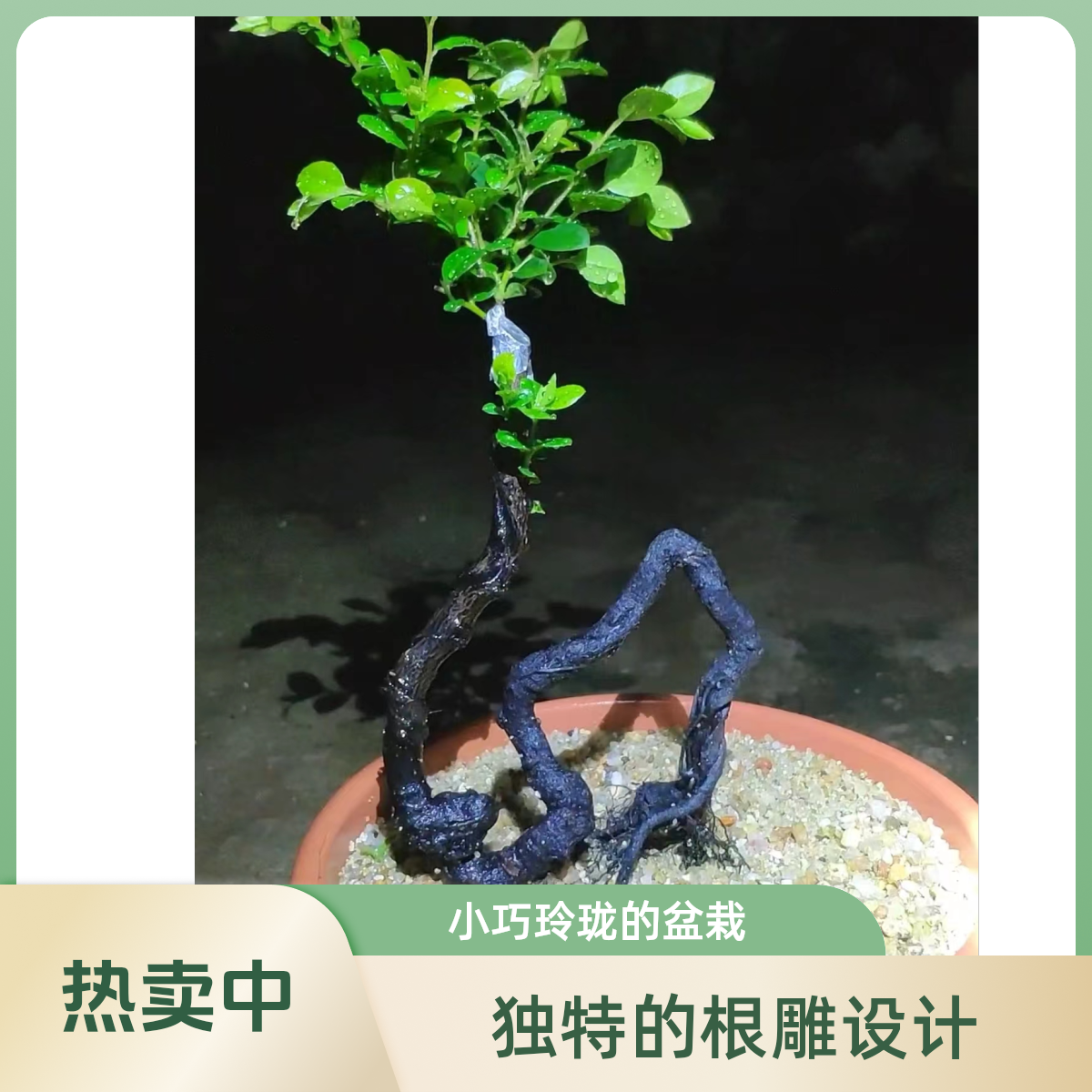 黑骨茶根艺素材盆景 直播间一物一拍(下单前请询问客服）