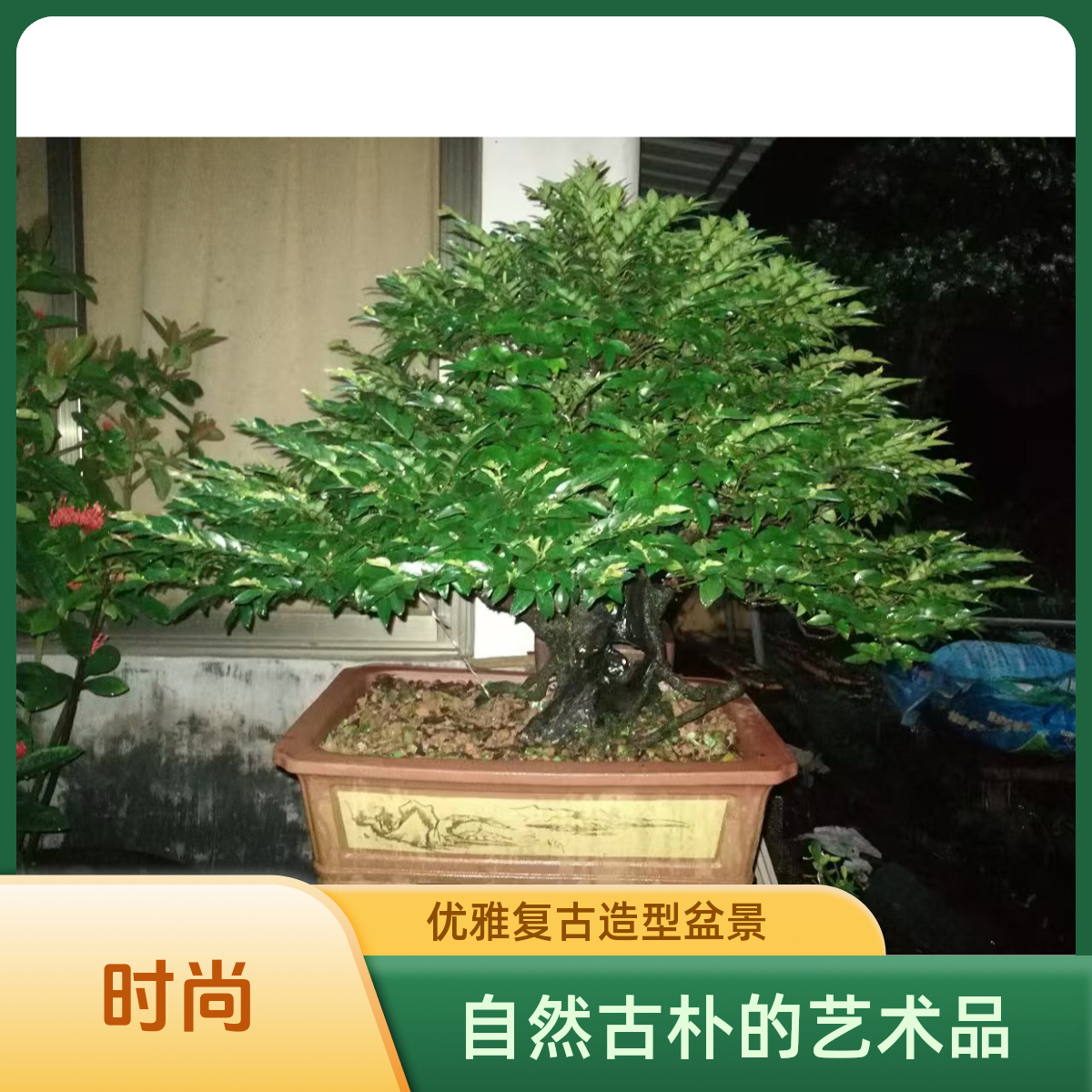 黑骨茶根艺素材盆景 直播间一物一拍(下单前请询问客服）