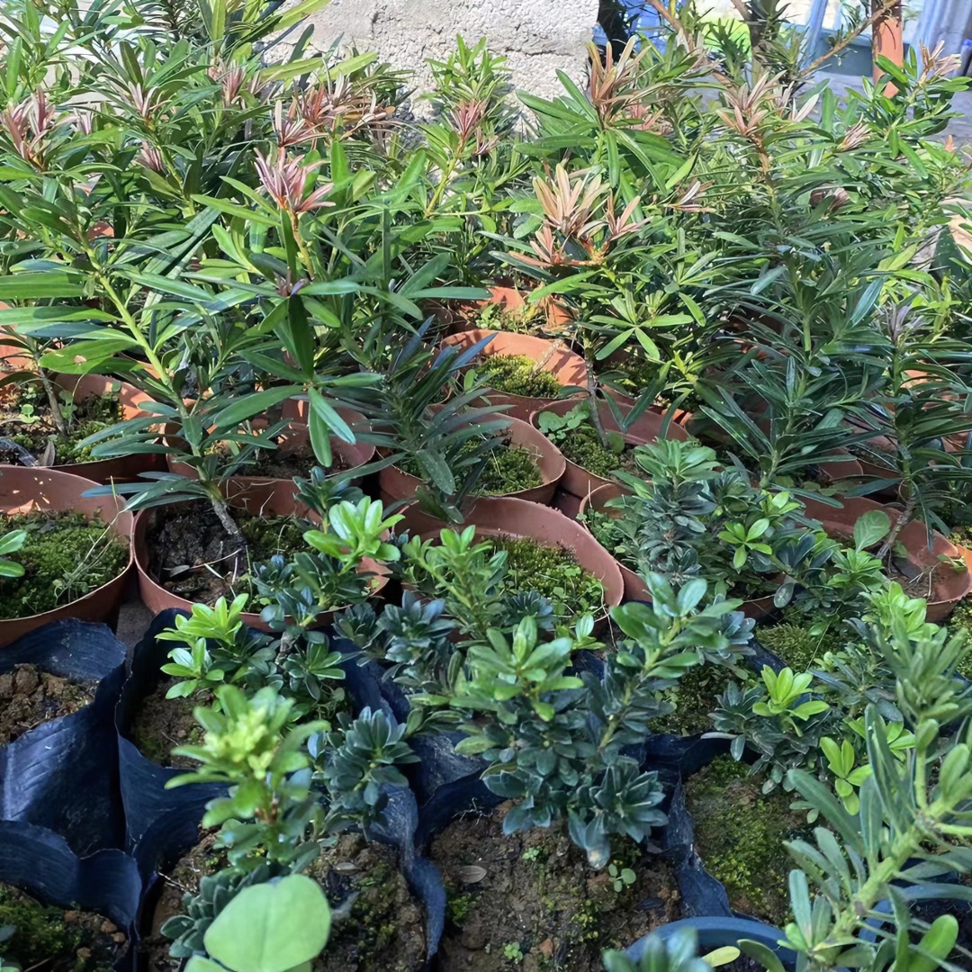 【牛姐苗木】【高价】直播间一物一拍罗汉松【抖】