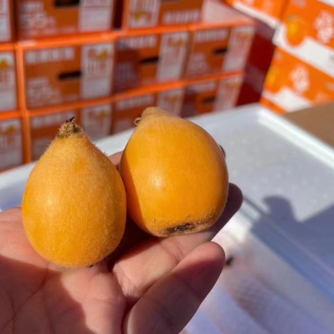 【叫个猴子】枇杷一斤装