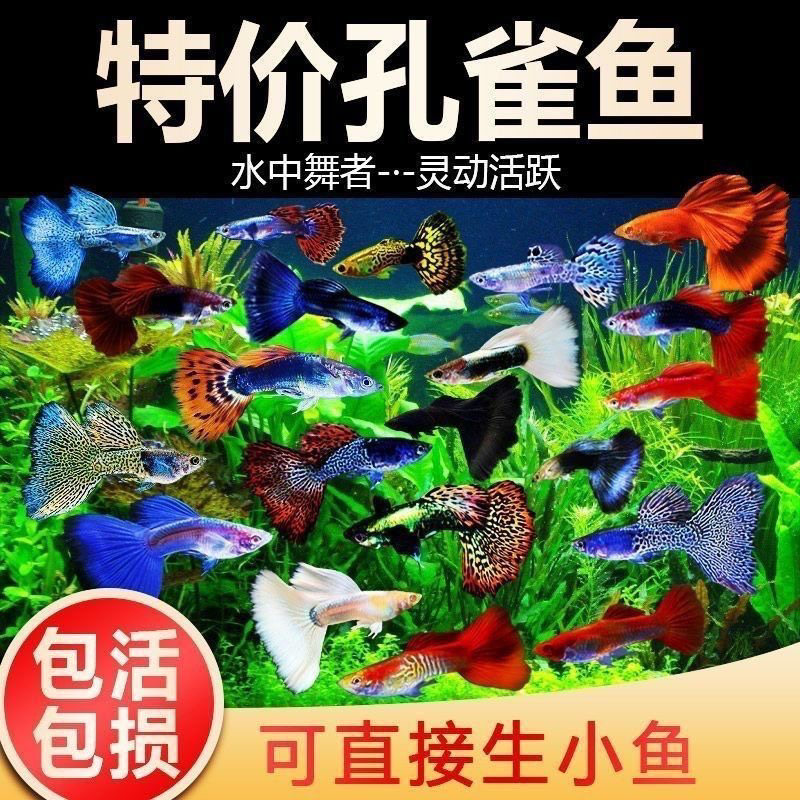 20送6备损孔雀（发26条）入缸不赔（备损不分公母不分大小）