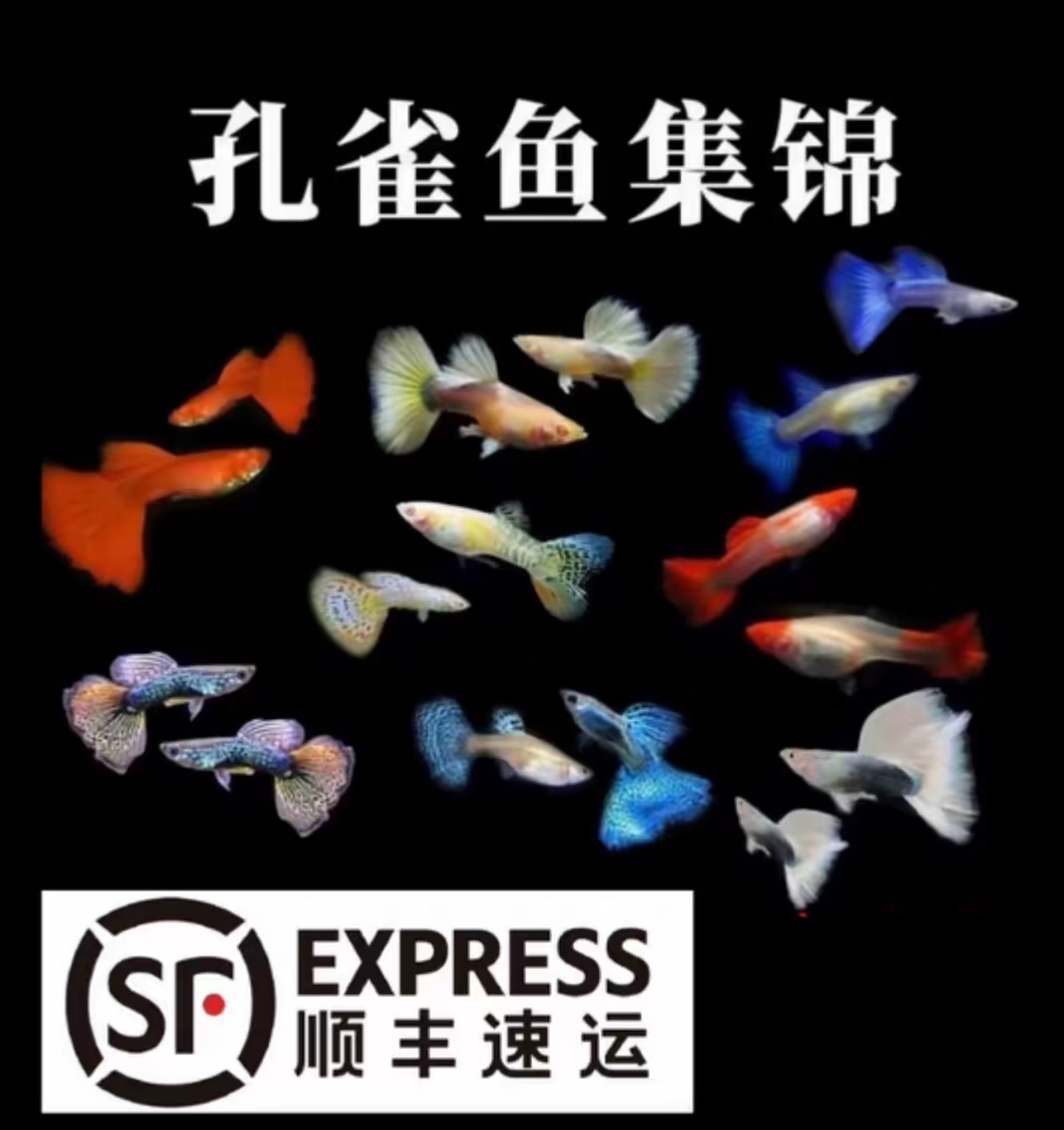 孔雀鱼20送4备损发24（备损之外均价赔付）2-3cm
