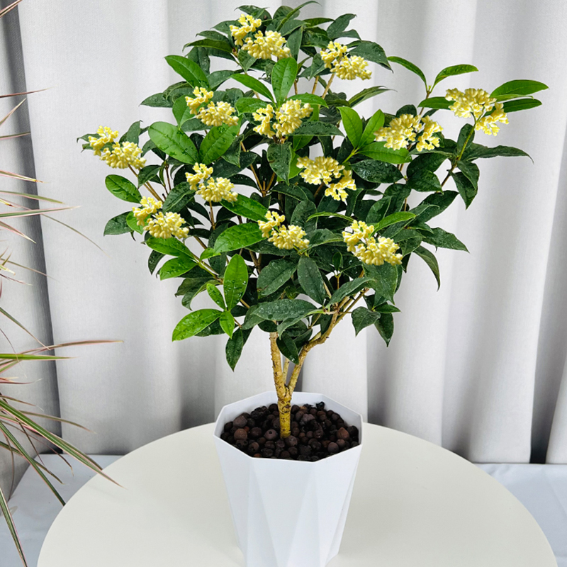 四季桂花带花苞开花带香味带小花苞种好露天庭院耐寒盆栽花卉植物