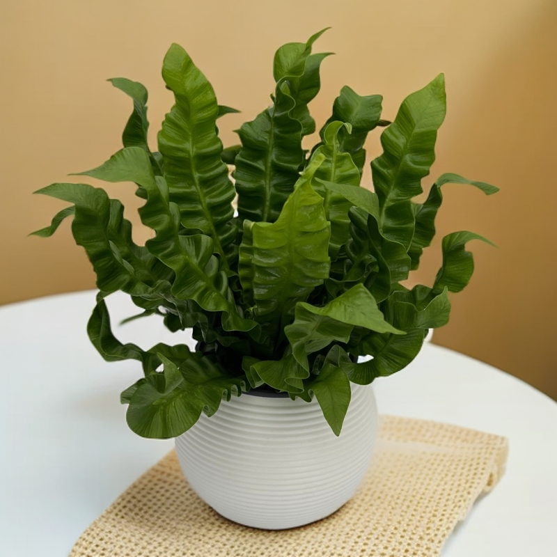 火焰鸟巢蕨观叶懒人植物水培植物桌面办公室绿植耐阴好养美观盆栽