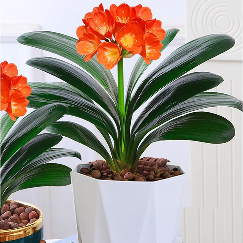 君子兰盆栽花卉绿植基地直发耐阴耐旱植物好养的室内桌面植物花卉