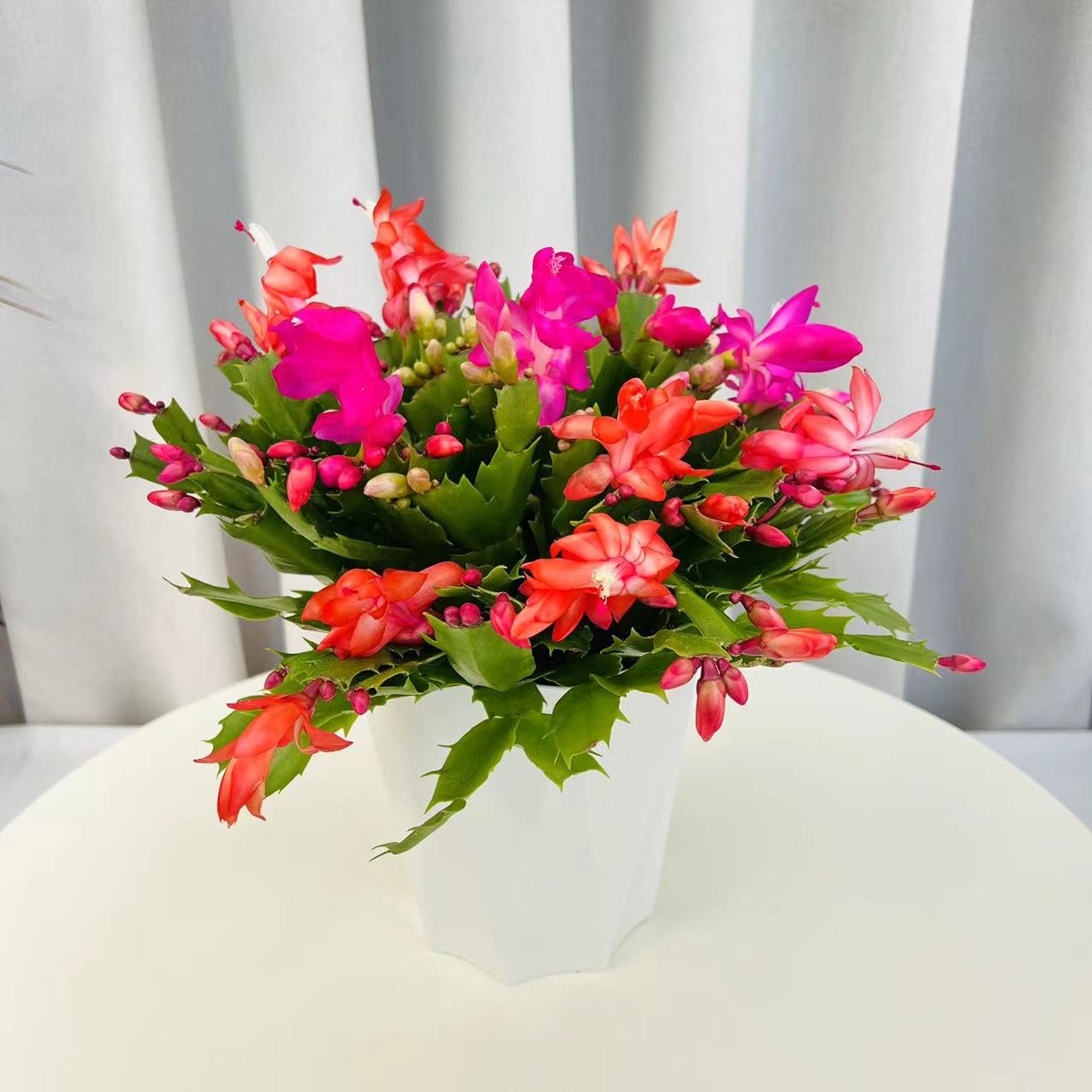 多色蟹爪兰带花苞发货多肉植物好养活盆栽桌面办公室阳台耐旱绿植