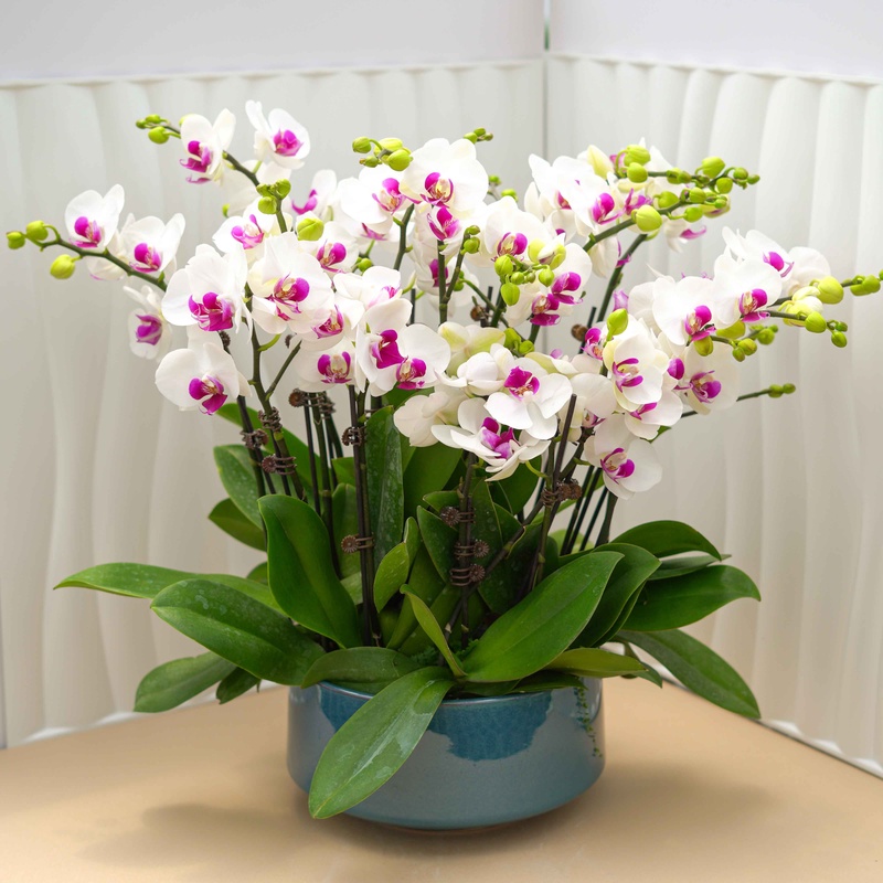 【双雪玉】白色系花期3个月花色白色红心室内盆栽蝴蝶兰带盆