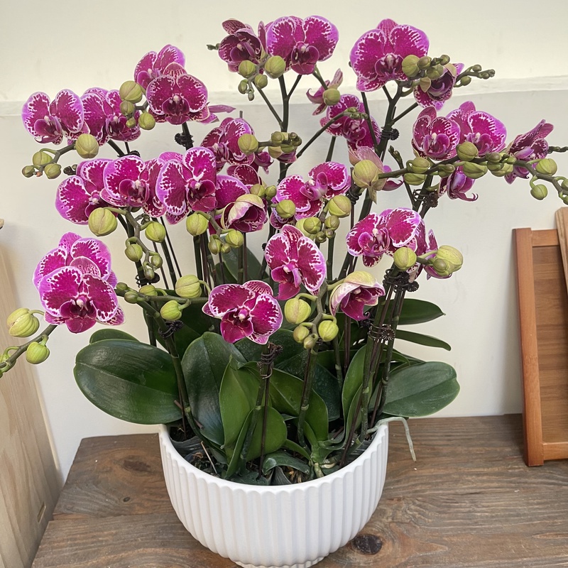 【简馨优选】红蝴蝶 蝴蝶兰花 艺术摆件客厅花艺优雅造型8-16