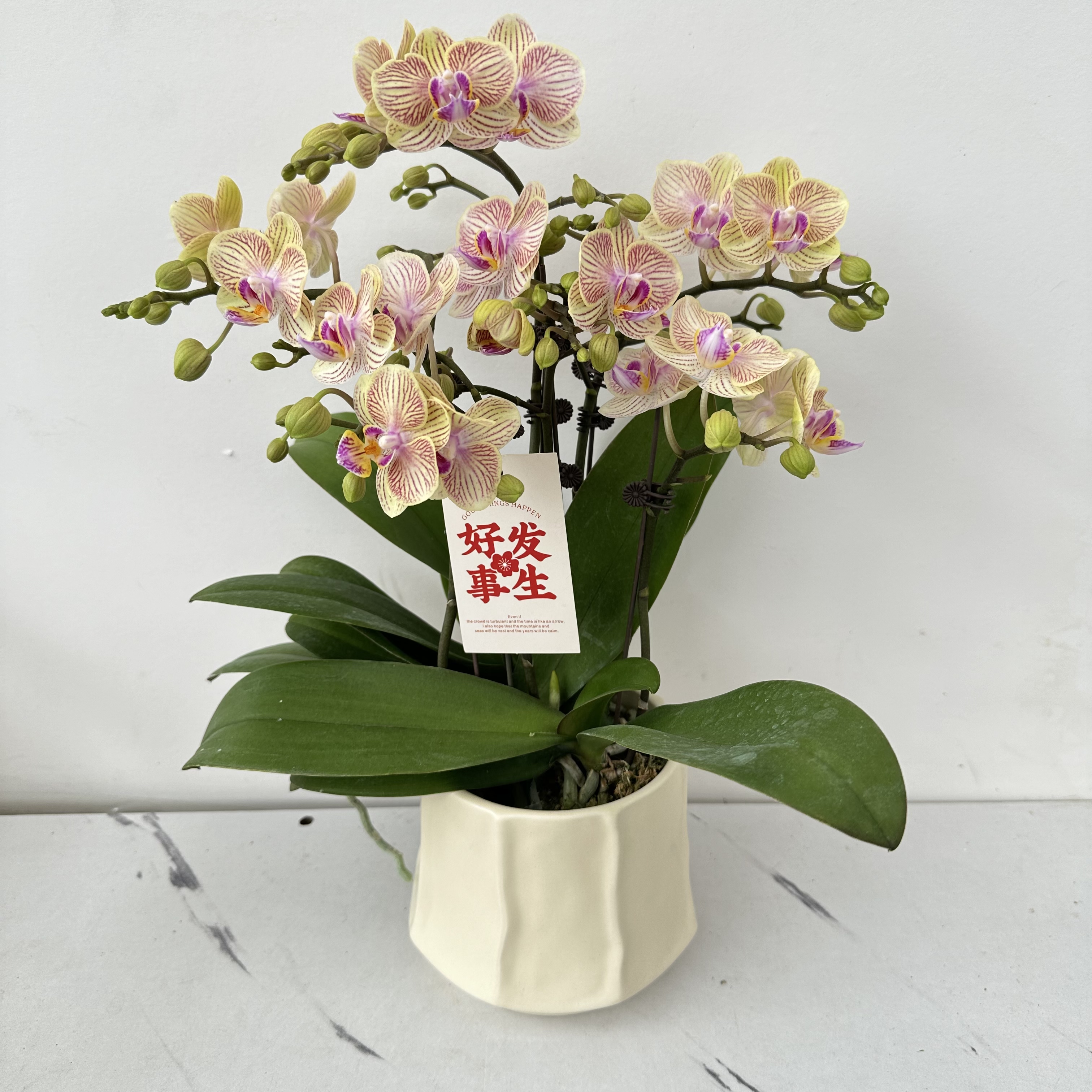 简馨优选【芝士奶酪】-蝴蝶兰组盆摆设客厅摆设种植基地发货2-4