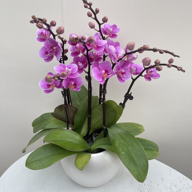 【简馨优选】A级骄阳 蝴蝶花卉组盆艺术摆件客厅花艺优雅造型3-5