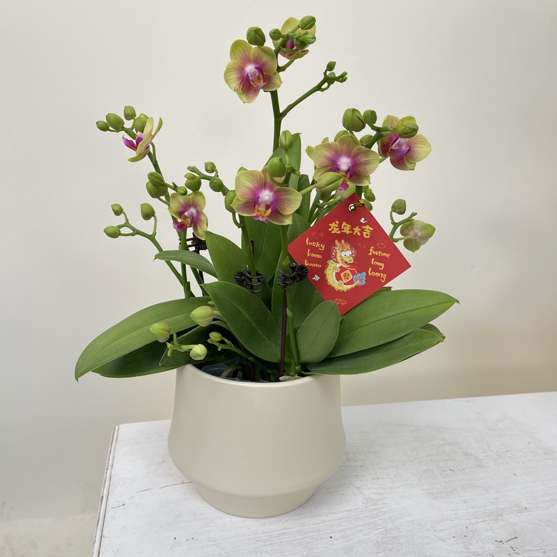 简馨优选【小橘子】-蝴蝶兰花 摆设客厅摆设种植基地发货2-8