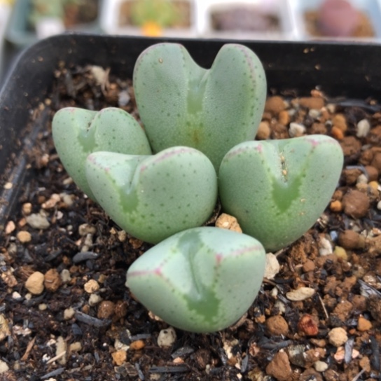 多肉肉锥 矮胖大眼将