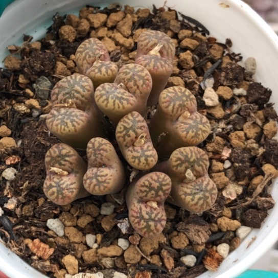 多肉肉锥 10头鸟哈尼