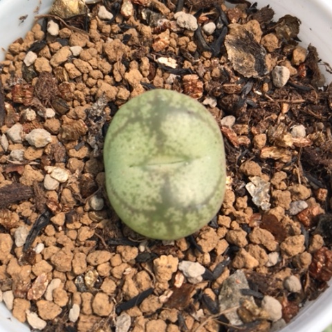 多肉植物 2Cm 金丝猴