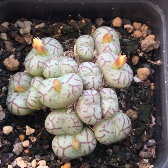 多肉肉锥 红纹青姬