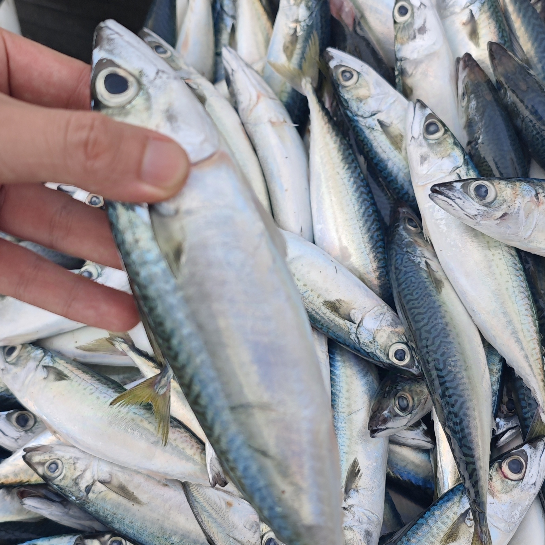福建海捕新鲜青花鱼/花仙鱼到手一斤3-4条10斤到手30-40条发顺丰