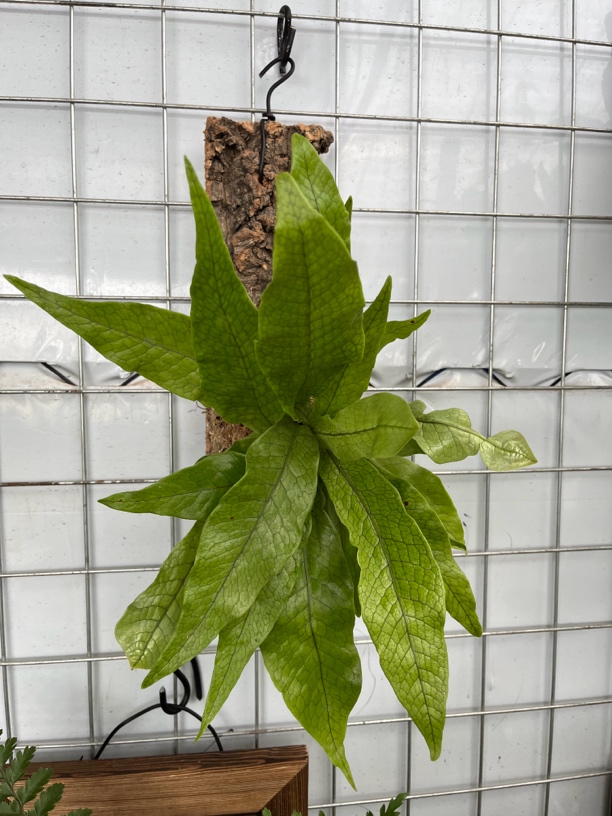板植蛇皮蕨鳄鱼皮蕨 室内耐阴好养 