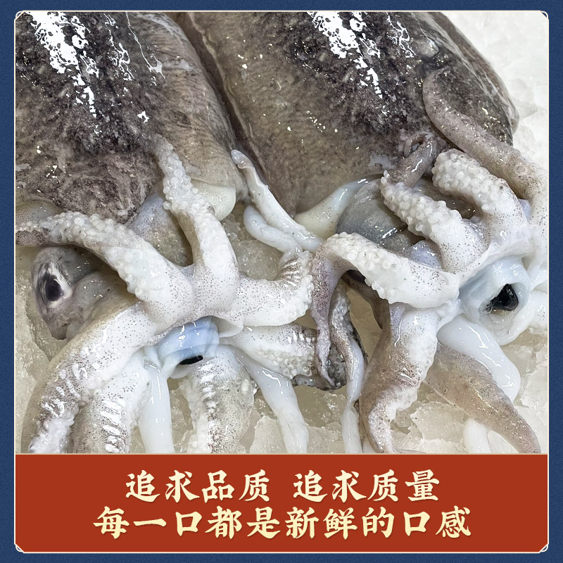 福建省 连江县 闽东东海海域墨鱼 三斤（小船货