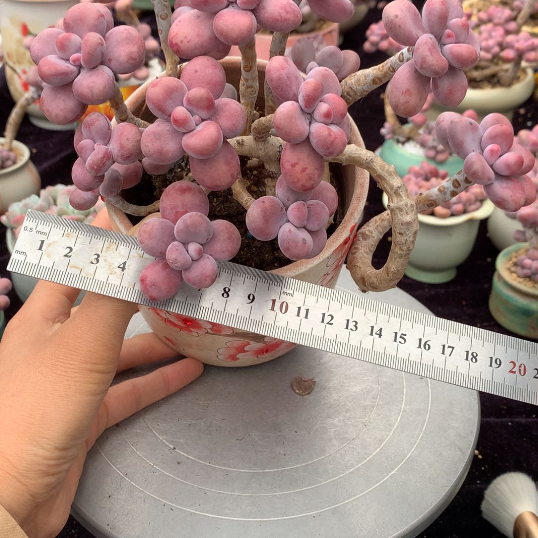 60号不带盆偏远地区不包邮的